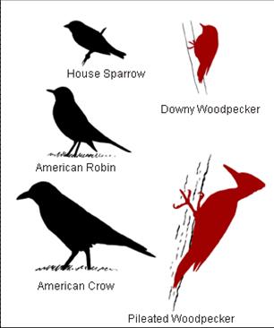Woodpecker size comparisons