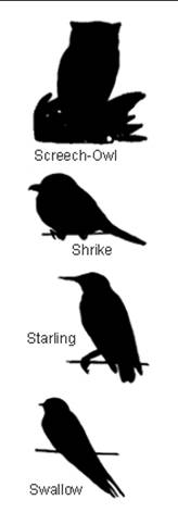 Bird Silhouettes