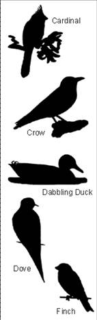 Bird silhouettes