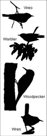 Bird Silhouettes