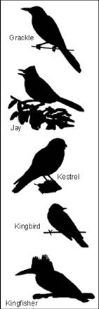 Bird Silhouettes