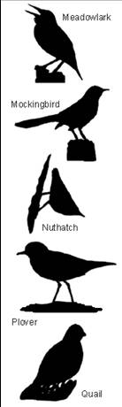 Bird Silhouettes