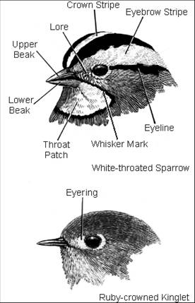 Field marks of the bird's head