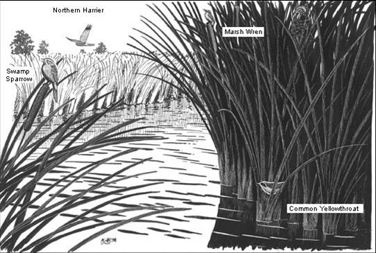 Freshwater Marsh Inhabitants