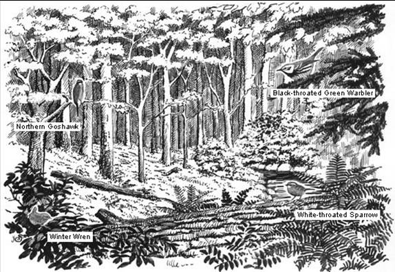 Mixed Deciduous/Coniferous Forest Inhabitants