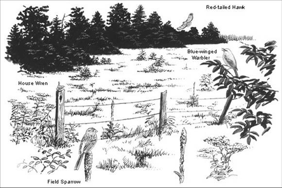 Abandoned Field Inhabitants
