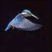 hovering 3