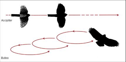 Flapping vs. Gliding