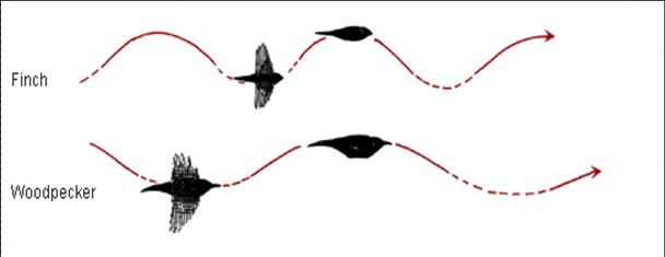 Up-and-down flight pattern