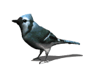 animation of bluejay blinking